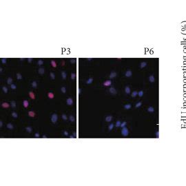 HBM MSCs Exhibited Phenotypical Changes Associated With Cellular