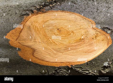 Querschnitt Baumstamm Fotos Und Bildmaterial In Hoher Aufl Sung