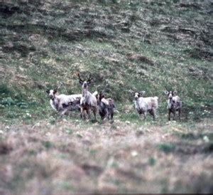 refuge proposes shooting caribou  swim  adak