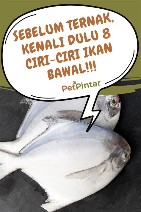 Sebelum Ternak Kenali Dulu 8 Ciri Ciri Ikan Bawal Makanan Ikan