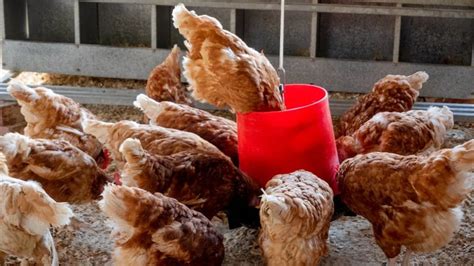 Cómo montar una granja de gallinas ecológicas Fertri Invernaderos