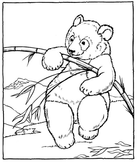 Desenhos De Panda Para Colorir Dicas Pr Ticas