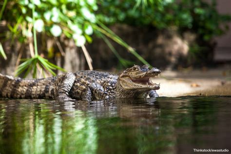 Why You Will Love a Visit to the Alligator River National Wildlife ...