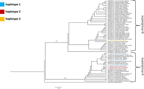 Phylogenetic Tree Of Wolbachia S In Anopheles Species With