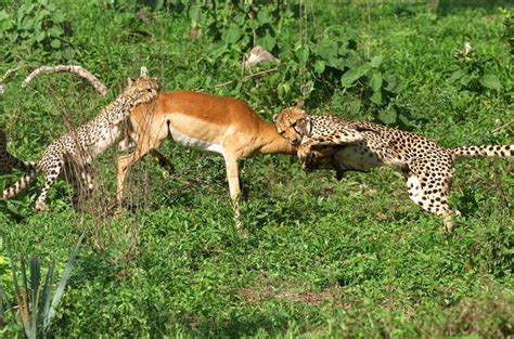 Okavango Delta Wildlife - Okavango Delta Travel Guide