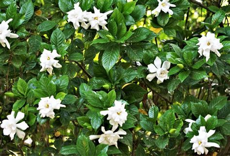 Ultimate Guide To Gardenia Flower Meaning, Symbolism, and Uses - Petal ...