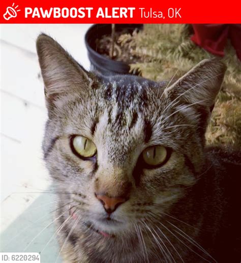 Tulsa Ok Lost Male Cat Orrechio Is Missing Pawboost