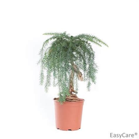 Araucaria Heterophylla Plant Wholesale Floraccess