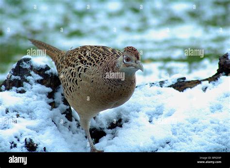 Pheasant In Snow In Devon Uk Stock Photo Alamy