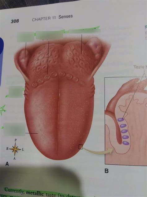 Chap Tongue Diagram Quizlet