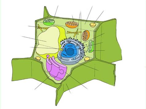 Celula Eucariota Vegetal Diagram Quizlet