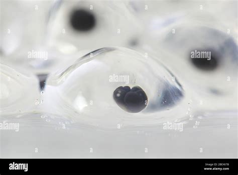 Frog Egg Cells Hi Res Stock Photography And Images Alamy