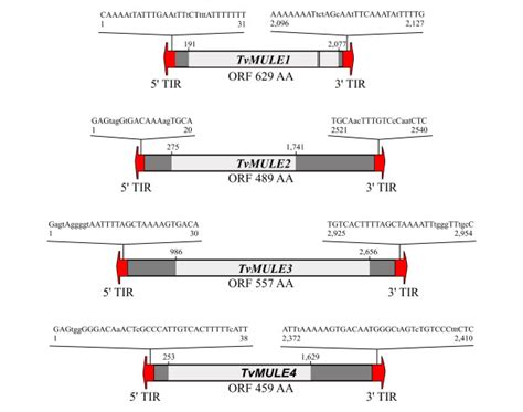 Structure Of The T Vaginalis MULEs Putative Terminal Inverted Repeats