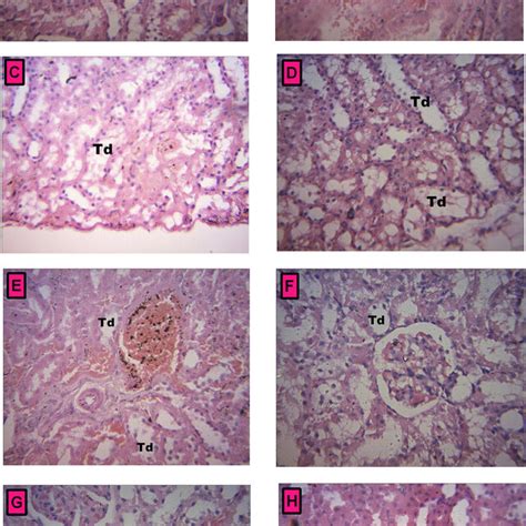 Representative Photomicrographs Showing Hematoxylin And Eosin Stained Download Scientific