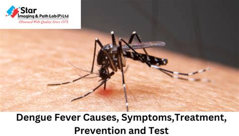 Dengue Fever Symptoms Causes And Treatments