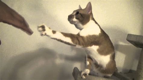 Falling Cat Youtube