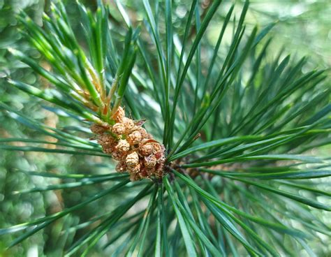 Conservation At The Boreal Ecology Centre Scots Pine Removal A Rocha