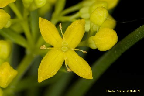 Identification Assist E Par Ordinateur Iao Gaillet Vrai Galium