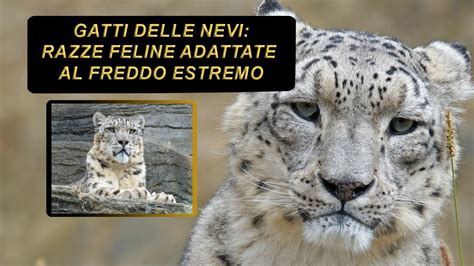 GATTI DELLE NEVI LE RAZZE DI FELINI ADATTE AL FREDDO ESTREMO Famiglia