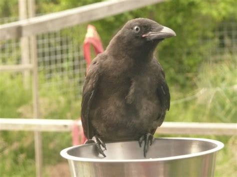100 Horses: Baby Crows