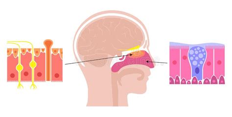 Nasal Cavity Anatomy Stock Vector Illustration Of Nose 230951942