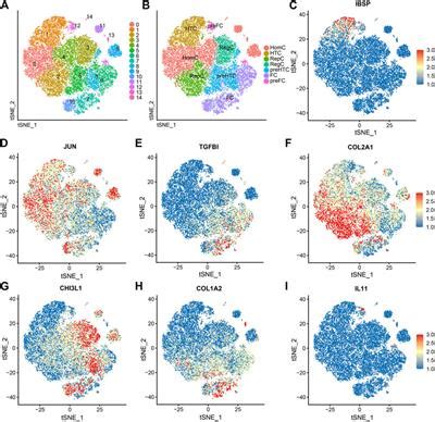 Frontiers Single Cell Rna Sequencing Analysis Of Human Chondrocytes