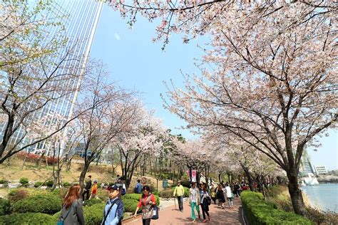 【韓國首爾景點】216814蠶室站 2019石村湖櫻花節석촌호수 벚꽃축제 韓國首爾賞櫻景點推薦超浪漫環湖櫻花步道美翻天－加小菲愛