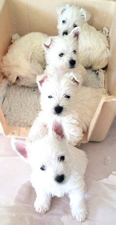 Westie