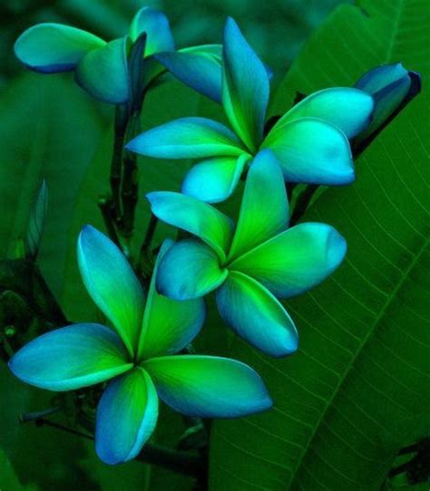 Blue Green Beauty Exotic Flowers Flower Seeds Tropical Flowers