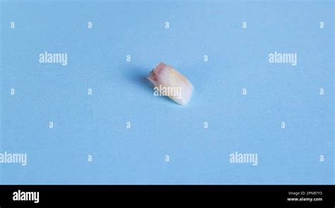 Children's milk tooth on a blue background. The concept of tooth ...