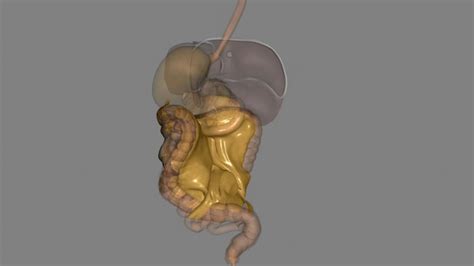 Premium Photo | Mesenterytransverse mesocolon and sigmoid mesocolon