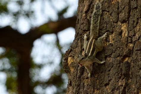 Wildlife Sajjangarh Biological Park On Behance