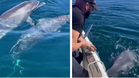 Angebunden Es W Re Sonst Erstickt Fischer Retten Delfin Das Leben