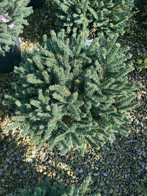 Picea Abies Nidiformis Birds Nest Spruce Browns Nursery