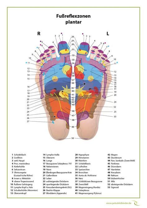 Fußreflexzonenmassage ein heilsames Fundament Petra Feldbinder