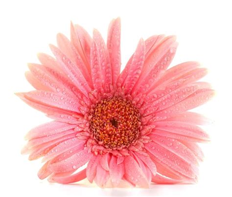 Hermosa Gerbera Rosa Con Gotas Aisladas En Blanco Foto Premium