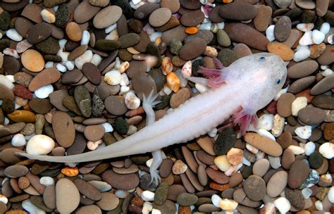 25 Baby Axolotl Pet 297966 What Is A Axolotl Pet Pixtabestpictzfa5