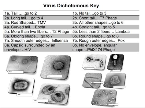 Tips Tricks For Teaching Dichotomous Keys In IBDP Biology ESS