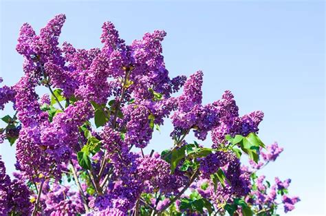 Purple Flowering Tree Identification 21 Beautiful Types