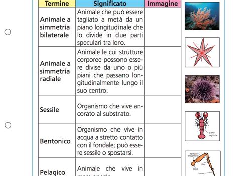 Gli Invertebrati Raccolta Giunti Scuola