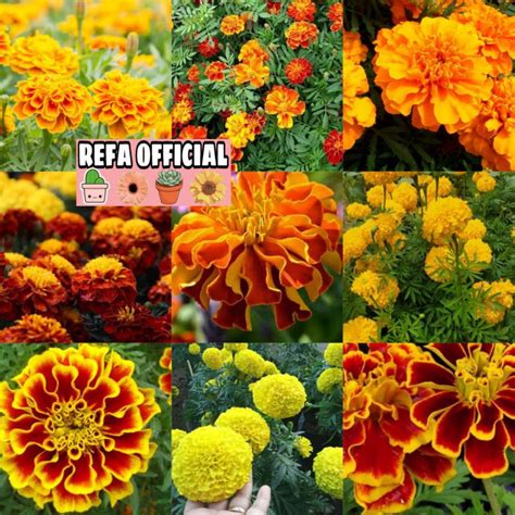 Jual REFA 2 Biji Benih Bunga Marigold French Mix 10 Jenis Siap Semai