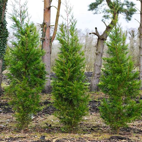 Cypress Leyland Fast Growing Trees