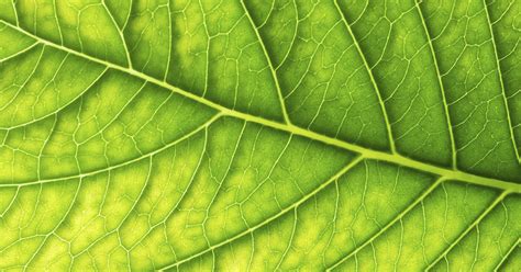 BIONIC LEAF 2.0 and artificial photosynthesis | WeVux