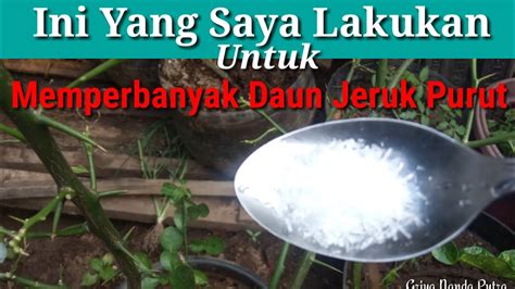 INILAH CARA SAYA MEMPERBANYAK DAUN JERUK PURUT DENGAN CARA MUDAH DAN