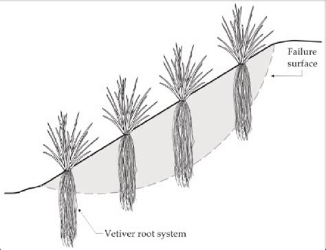 discover  multifaceted benefits  vetiver grass
