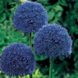 Shop Persian Blue Allium Bulbs Breck S