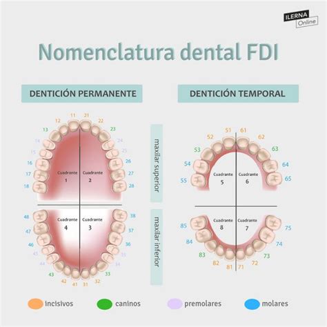 Dental Assistant Study Dental Hygiene Student Dentistry Student