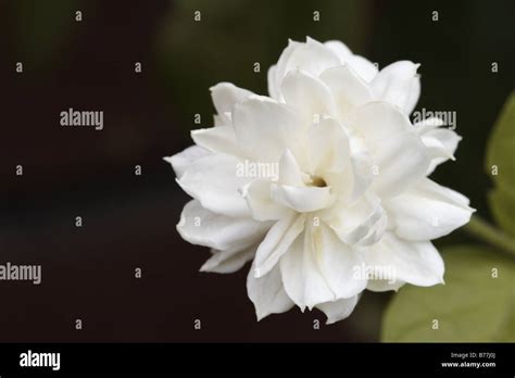 Sampaguita Flower Close Up Image Philippines National Flower Jasminum