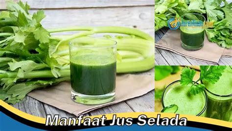 Banyak Yang Belum Tau 8 Manfaat Jus Selada Yang Bikin Penasaran Yang