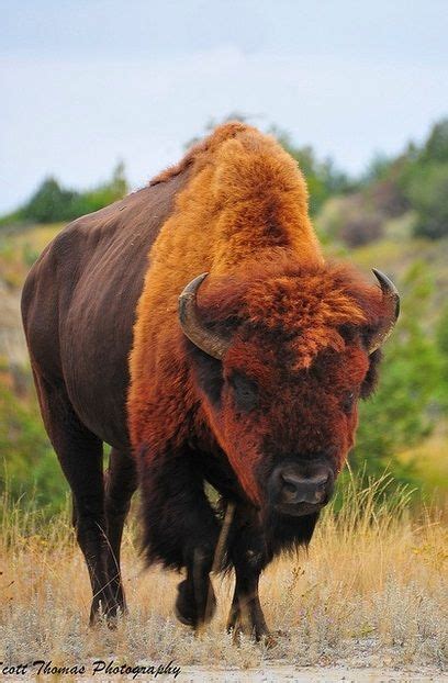 17 Best Images About Bison Buffalo Yak Musk Ox On Pinterest